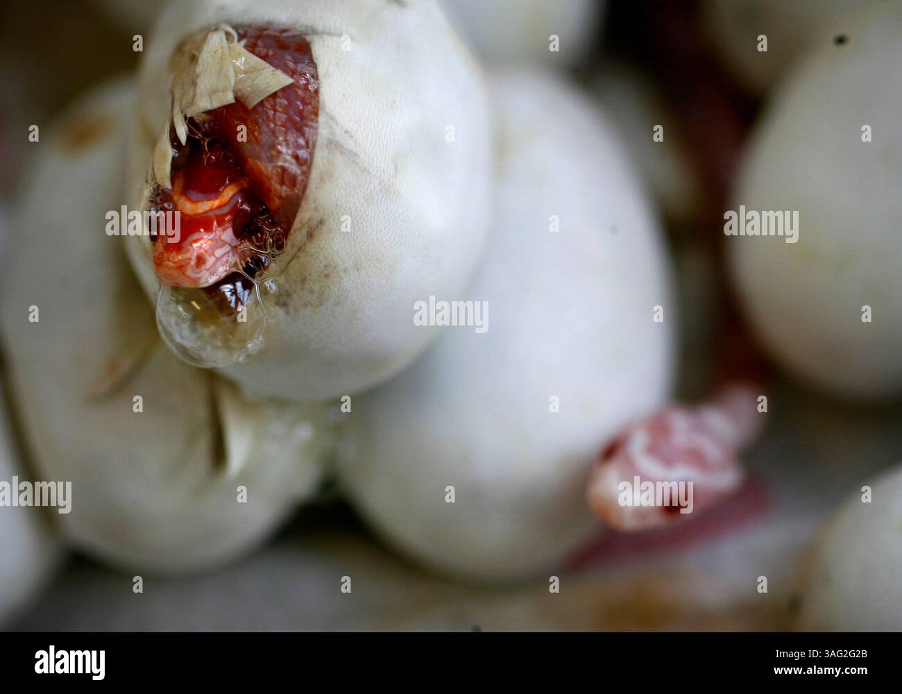 New Port Richey 5/21/08) 3. Un serpent de maïs crémeux éclose d'un œuf chez Mr. Weebees Pets sur SR 54 à New Port Richey. L'animalerie est inhabituelle car le propriétaire Phil Gonthier fait 80 pour cent de l'élevage des animaux sur place. Cela permet de manipuler l'animal de compagnie d'un bébé qui fait un animal dompteur et mieux ajusté avant de le ramener à la maison. Il y a plus de 10 000 pieds carrés qui abrite des étangs de poissons et des aires de reproduction pour les oiseaux, les reptiles, les rongeurs, les lapins, les cobayes et les planeurs à sucre. Phil et son épouse Sharon travaillent dans le commerce de gros d'animaux de compagnie depuis 25 ans. Il a ouvert le nouvel emplacement 5 mois Banque D'Images