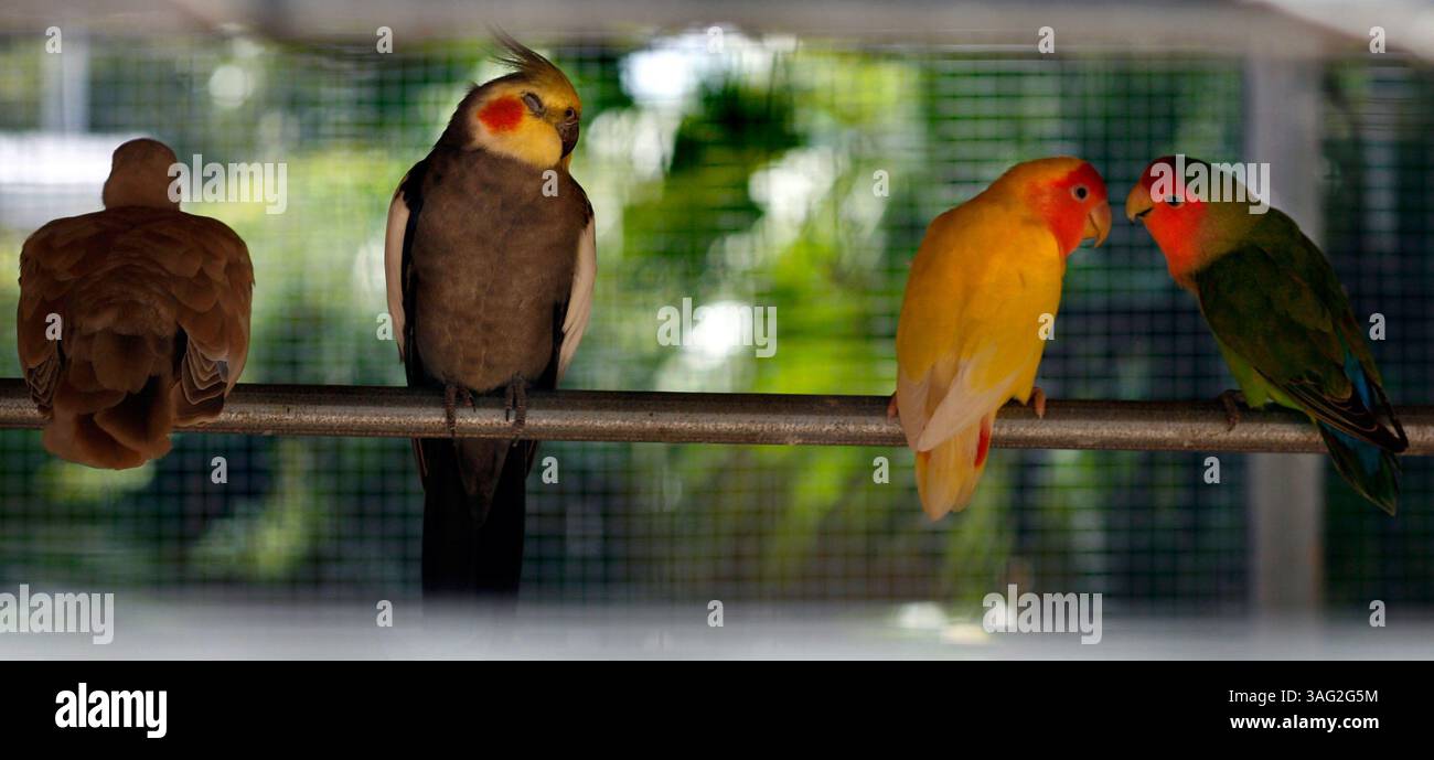 New Port Richey 5/21/08) 1. Une colombe et un cockatiel dorment alors que deux oiseaux amoureux se mêlent dans la volière extérieure du Mr. Weebees Pets sur la SR 54 à New Port Richey. L'animalerie est inhabituelle car le propriétaire Phil Gonthier fait 80 pour cent de l'élevage des animaux sur place. Cela permet de manipuler l'animal de compagnie d'un bébé qui fait un animal dompteur et mieux ajusté avant de le ramener à la maison. Il y a plus de 10 000 pieds carrés qui abrite des étangs de poissons et des aires de reproduction pour les oiseaux, les reptiles, les rongeurs, les lapins, les cobayes et les planeurs à sucre. Phil et son épouse Sharon travaillent dans le commerce de gros d'animaux de compagnie depuis 25 ans. Il o Banque D'Images