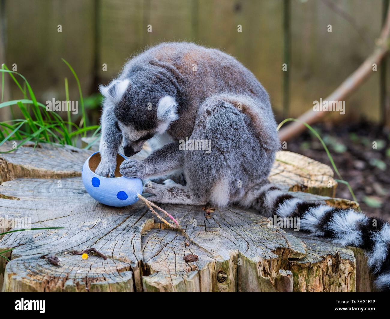 Londres, Royaume-Uni. 8 avril 2025. Les lémuriens à queue annulaire en voie de disparition étudient soigneusement les œufs de Pâques en carton pastel fabriqués à la main cachant des cubes de patate douce - Pâques au zoo ZSL de Londres à Regent's Park. Les gardiens du zoo de Londres préparent des friandises de Pâques pour les animaux avec un assortiment de surprises saisonnières pour les lions, les lémuriens et les suricates du zoo de conservation. Crédit : Guy Bell/Alamy Live News Banque D'Images