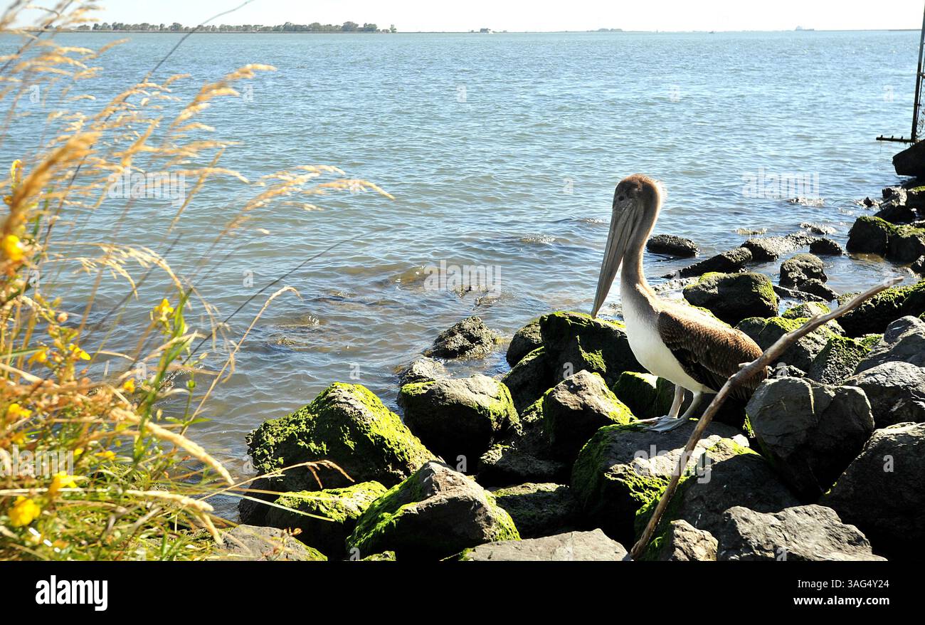21 juillet 2012 - Antioch, CA, États-Unis - Un pélican brun est assis sur les rochers près du rivage régional d'Antioch/Oakley à Antioch, Californie, le 21 juillet 2012. (Crédit image : © Dan Rosenstrauch/Contra Costa Times/MCT/ZUMAPRESS.com) Banque D'Images