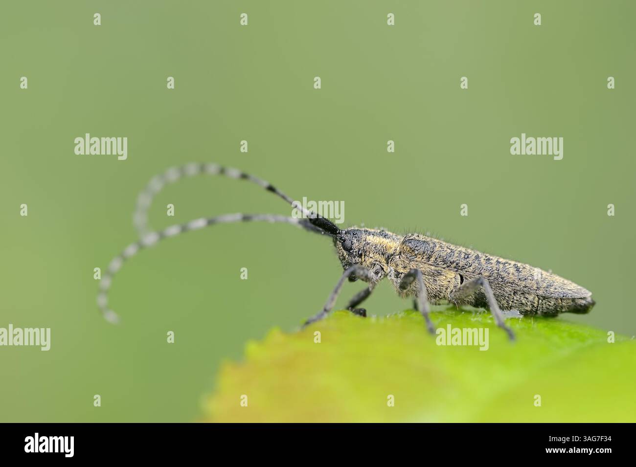 Longhorn grise dorée (Agapanthia villosoviridescens), Allemagne | Scheckhorn-Distelbock oder Nesselbock (Agapanthia villosoviridescens) Banque D'Images