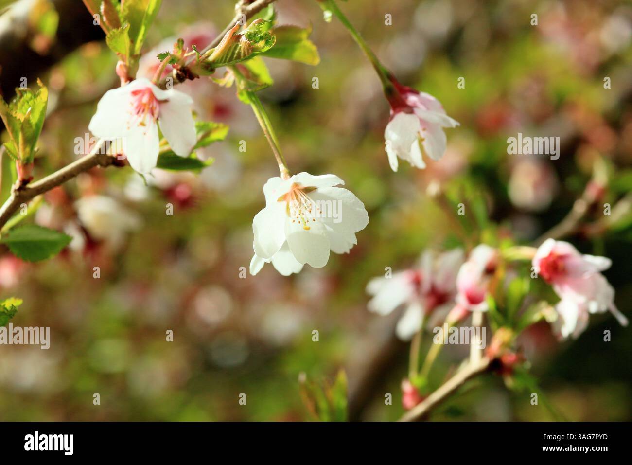 Prunus incisa 'Kojo-no-mai' cerise fleurie. Fleurs printanières du petit cerisier 'Kojo-no-mai', également appelé, Fuji Cherry. ROYAUME-UNI Banque D'Images