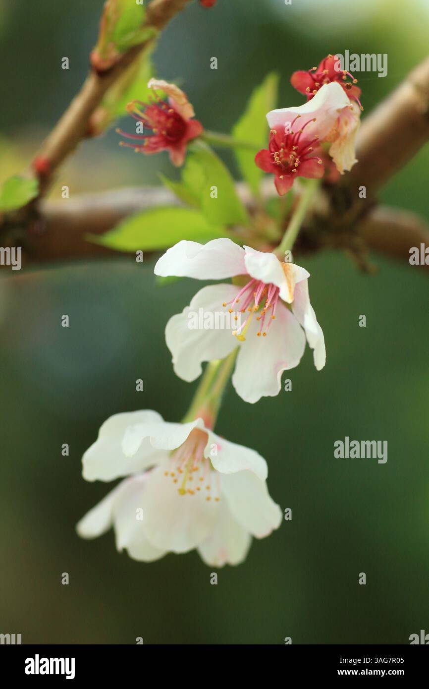 Prunus incisa 'Kojo-no-mai' cerise fleurie. Fleurs printanières du petit cerisier 'Kojo-no-mai', également appelé, Fuji Cherry. ROYAUME-UNI Banque D'Images