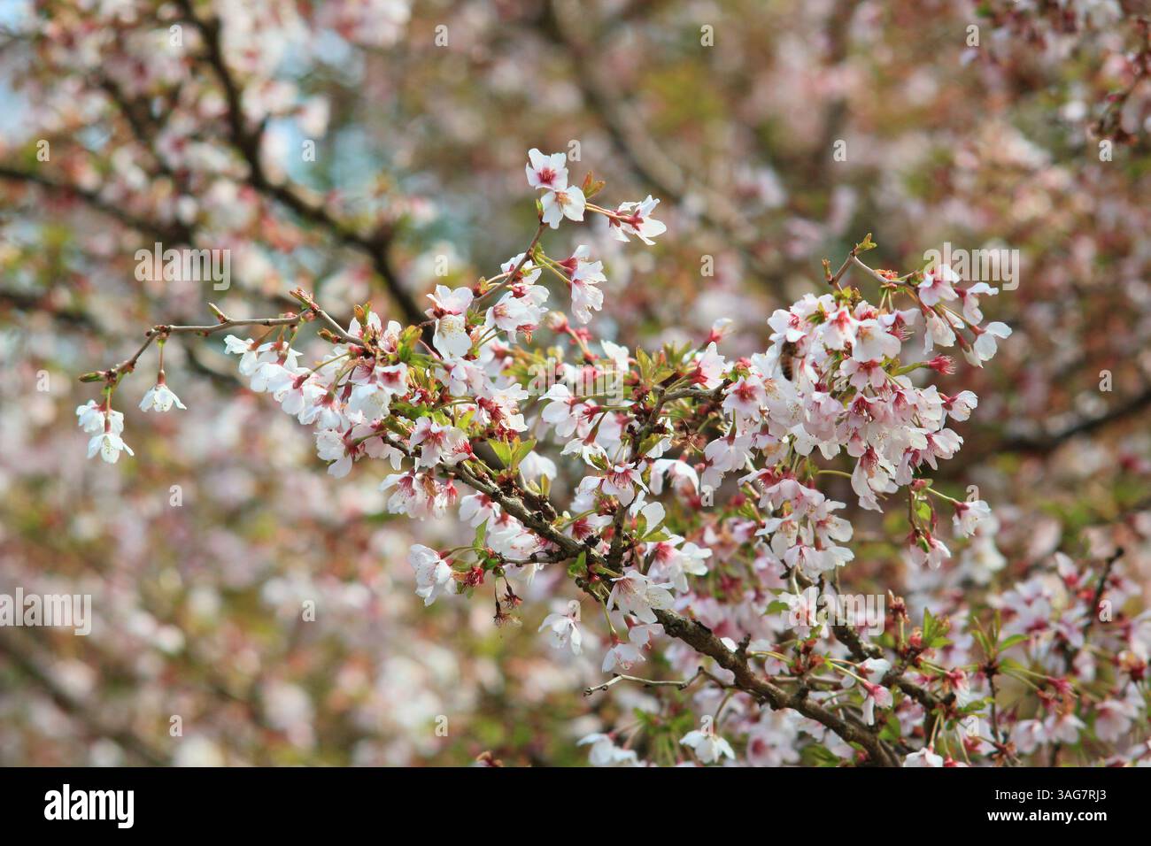 Prunus incisa 'Kojo-no-mai' cerise fleurie. Fleurs printanières du petit cerisier 'Kojo-no-mai', également appelé, Fuji Cherry. ROYAUME-UNI Banque D'Images