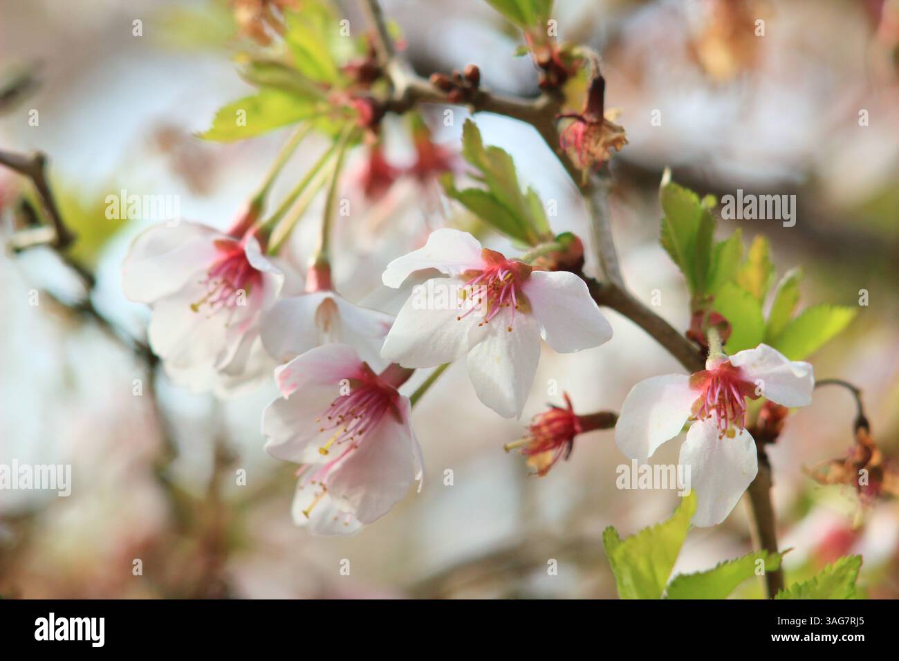 Prunus incisa 'Kojo-no-mai' cerise fleurie. Fleurs printanières du petit cerisier 'Kojo-no-mai', également appelé, Fuji Cherry. ROYAUME-UNI Banque D'Images