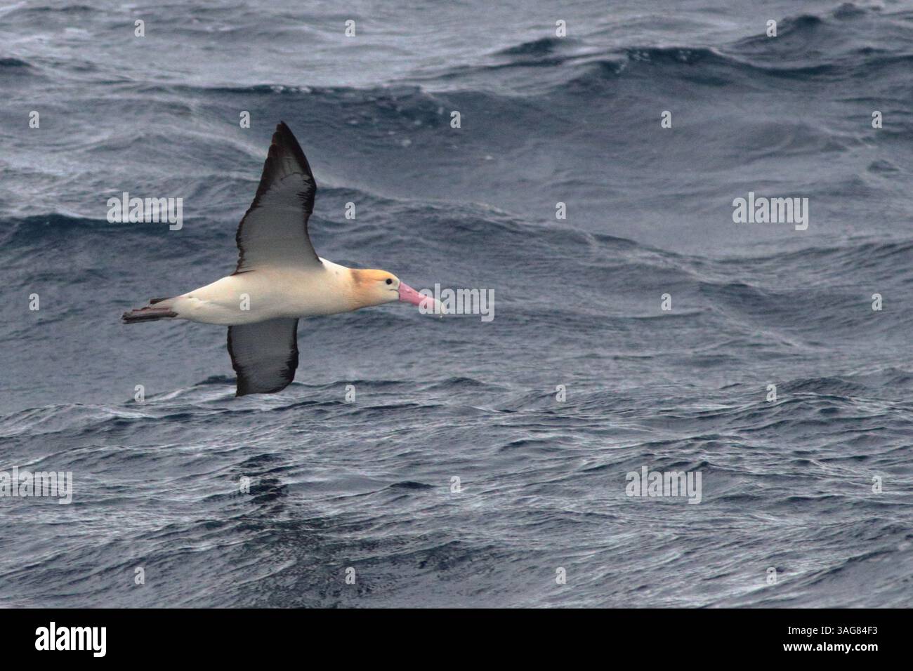 Albatros à queue courte (Phoebastria albatrus), oiseau unique en vol, océan Pacifique occidental au large du nord-est de Taiwan mars 2025 Banque D'Images
