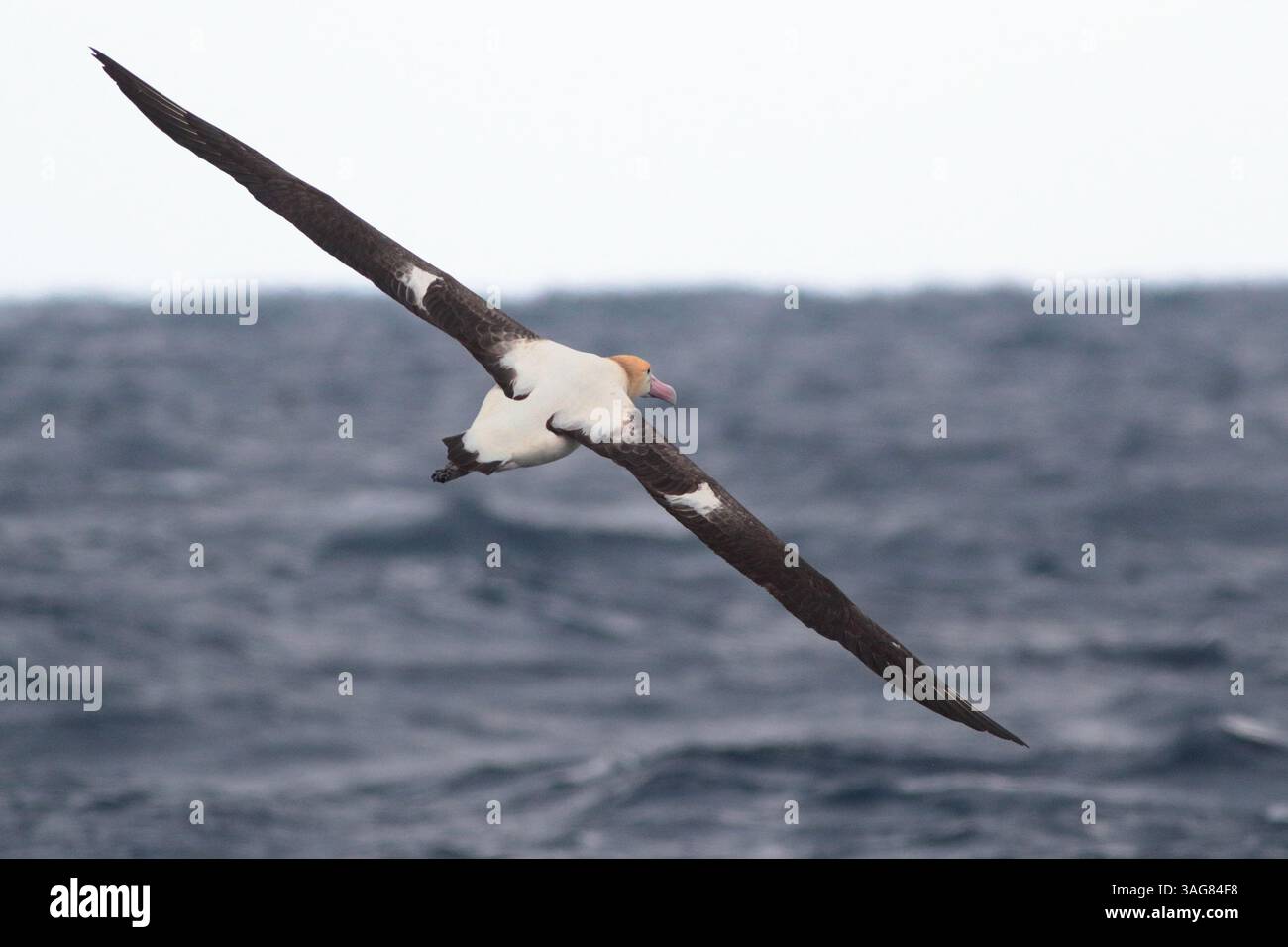 Albatros à queue courte (Phoebastria albatrus), oiseau unique en vol, océan Pacifique occidental au large du nord-est de Taiwan mars 2025 Banque D'Images