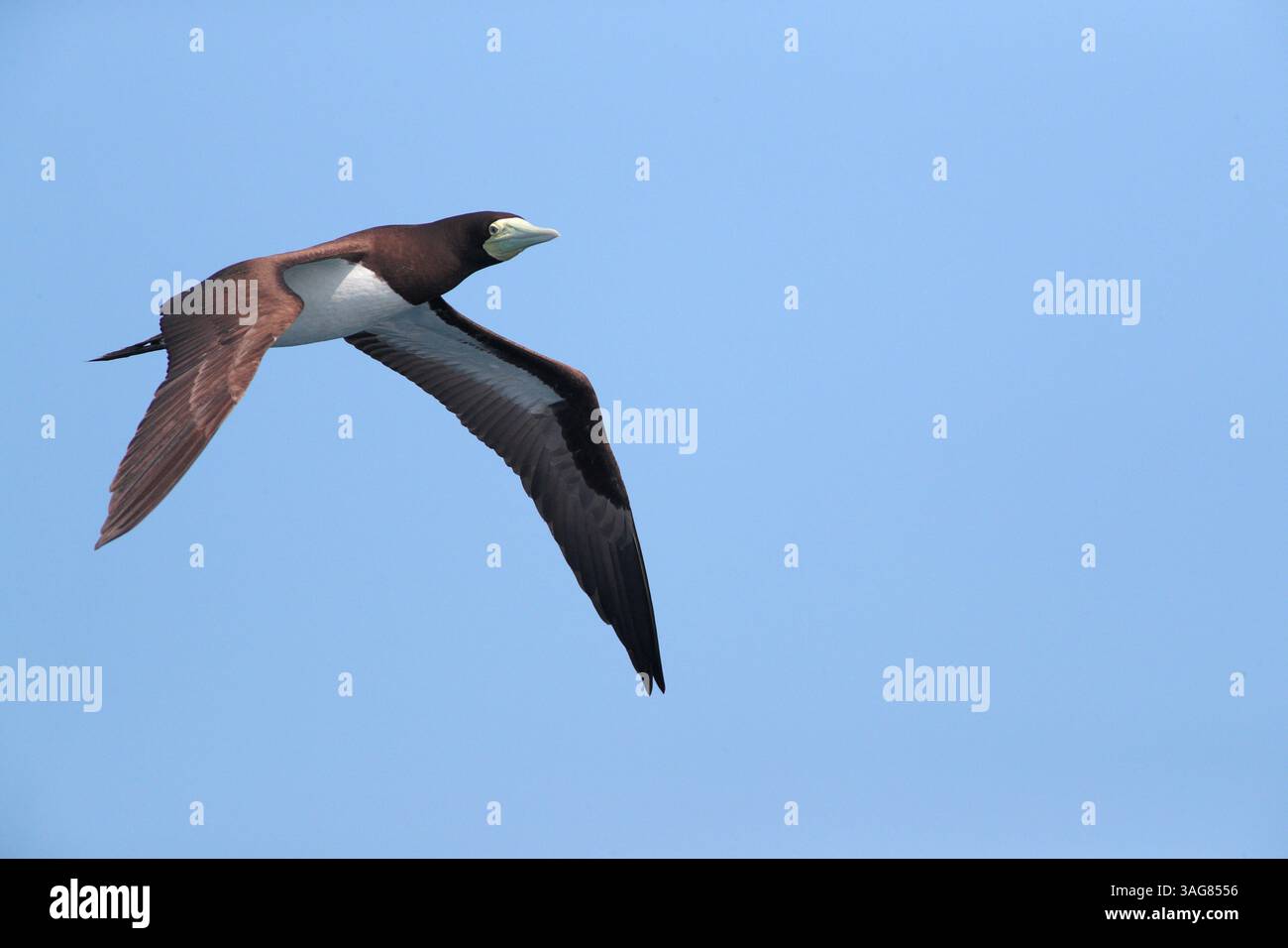 Marron booby (Sula leucogaster) femme célibataire en vol, au large de ne Taiwan, 21 mars 2025 Banque D'Images