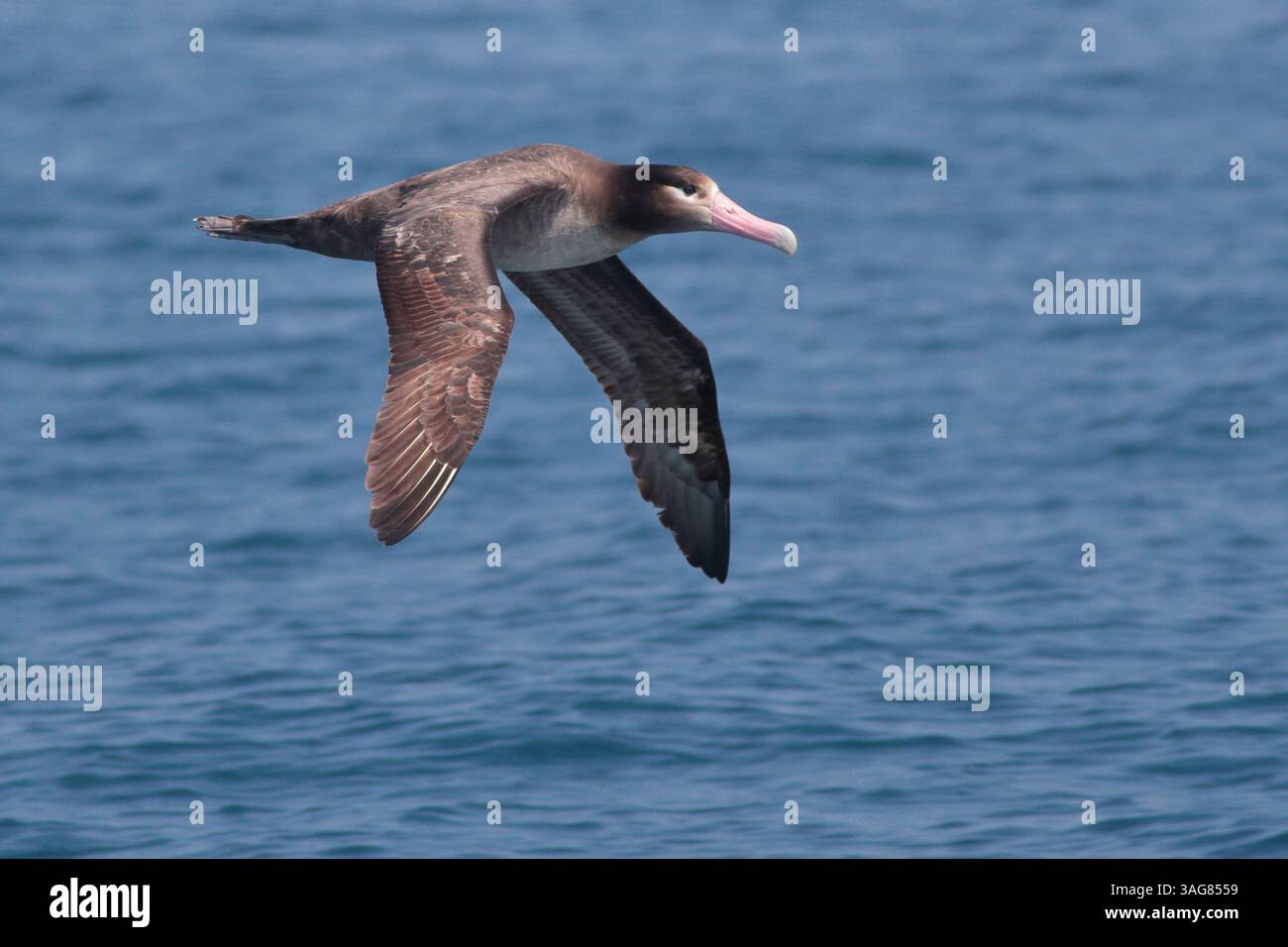 Albatros à queue courte (Phoebastria albatrus), oiseau unique en vol, océan Pacifique occidental au large du nord-est de Taiwan mars 2025 Banque D'Images