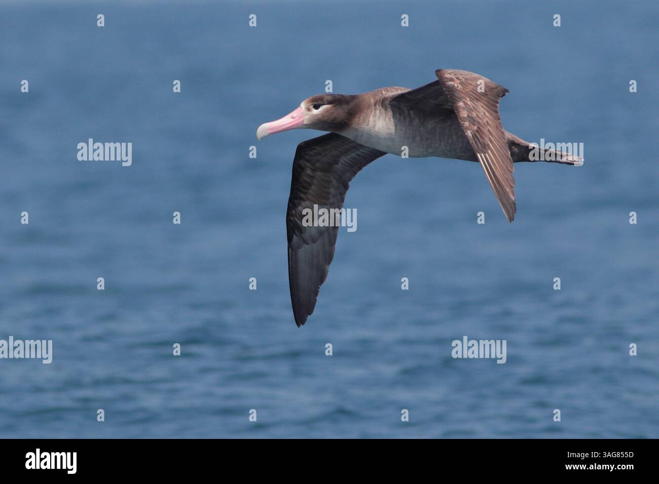 Albatros à queue courte (Phoebastria albatrus), oiseau unique en vol, océan Pacifique occidental au large du nord-est de Taiwan mars 2025 Banque D'Images