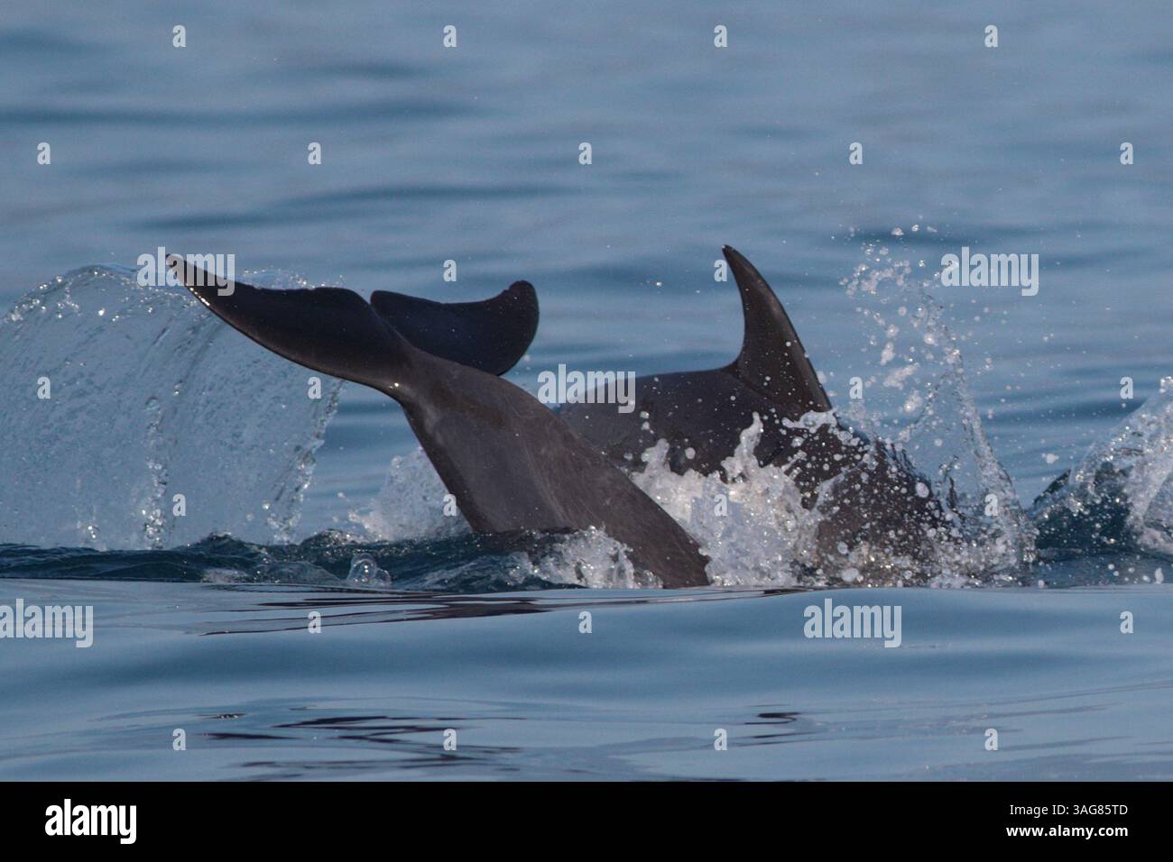 Dauphins pantropicaux ponctués (Stenella attenuata) - queue de dauphin et nageoire dorsale - au large de ne Taiwan, 21 mars 2025 Banque D'Images