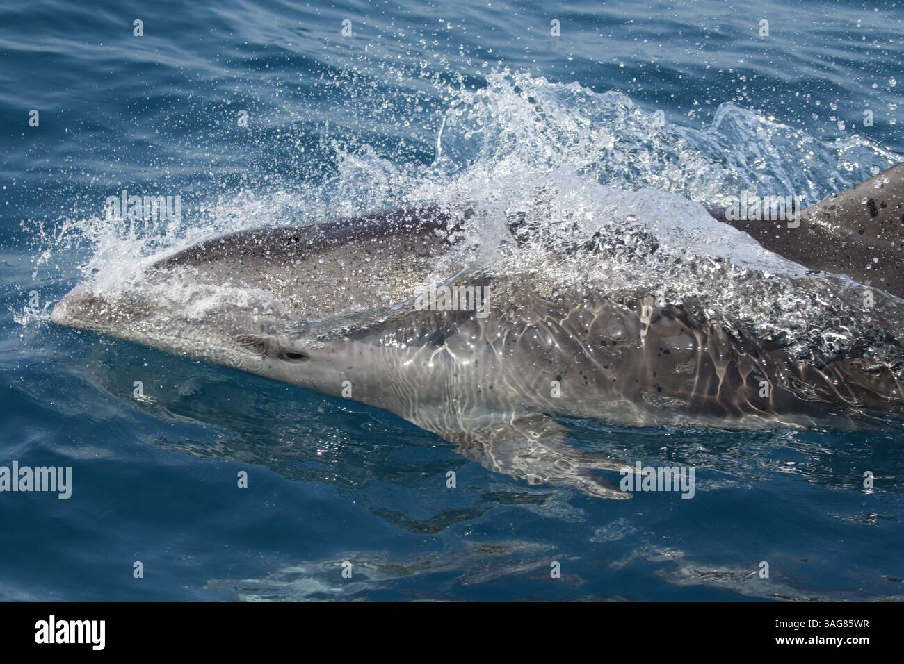 Dauphin tacheté pantropical (Stenella attenuata) au large de ne Taiwan, 21 mars 2025 Banque D'Images