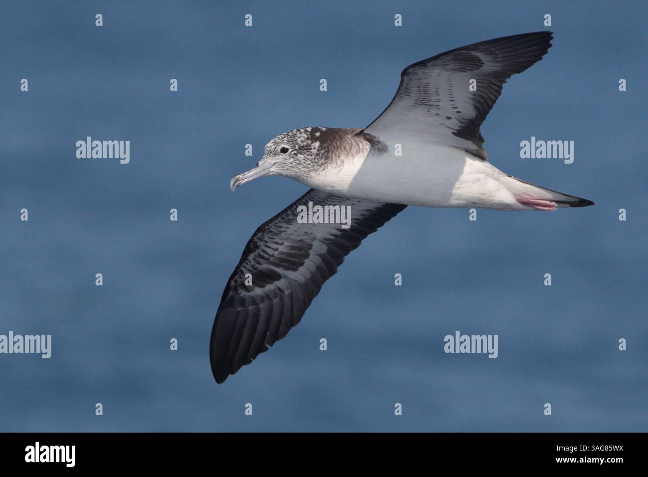 Eau de Shearwater striée (Calonectris leucomelas), oiseau seul en vol, en mer, au nord-est de Taiwan, mars 2025 Banque D'Images