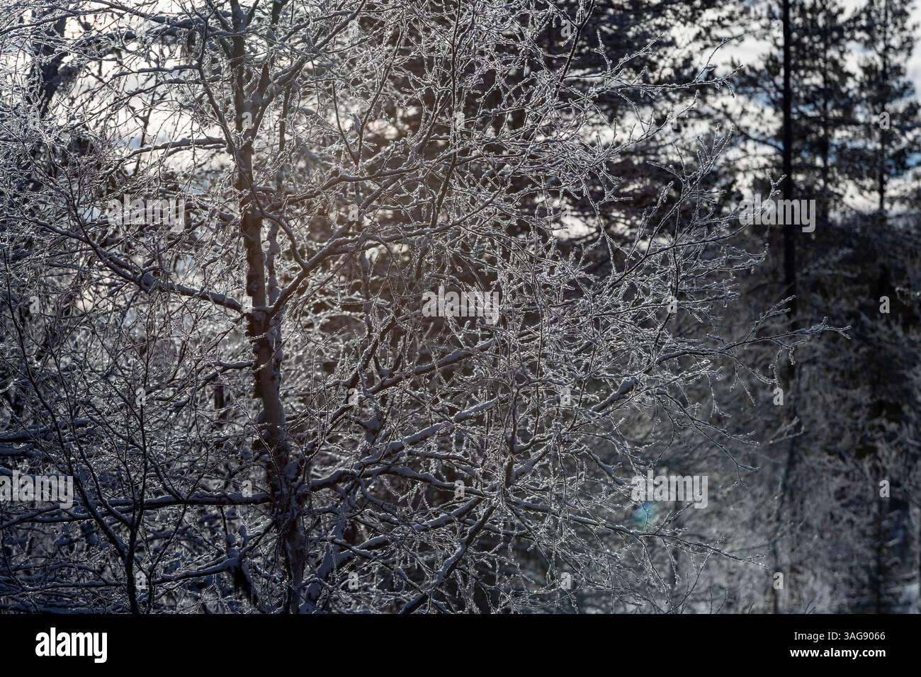 tronc d'arbre dans les fourches d'hiver Banque D'Images
