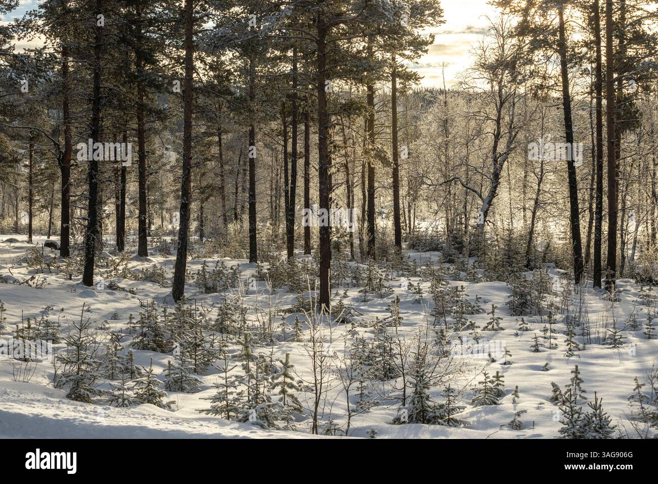 vue sur la forêt d'hiver par la route, les arbres se dressent comme un mur solide au bord de la route, les arbres contre le ciel bleu Banque D'Images