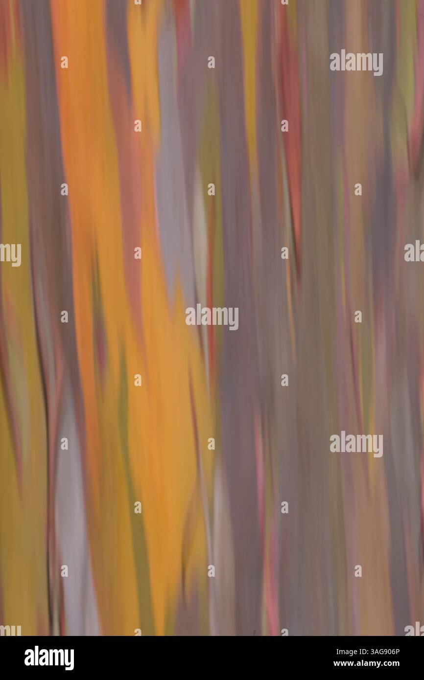 Écorce d'eucalyptus colorée au Costa Rica Banque D'Images