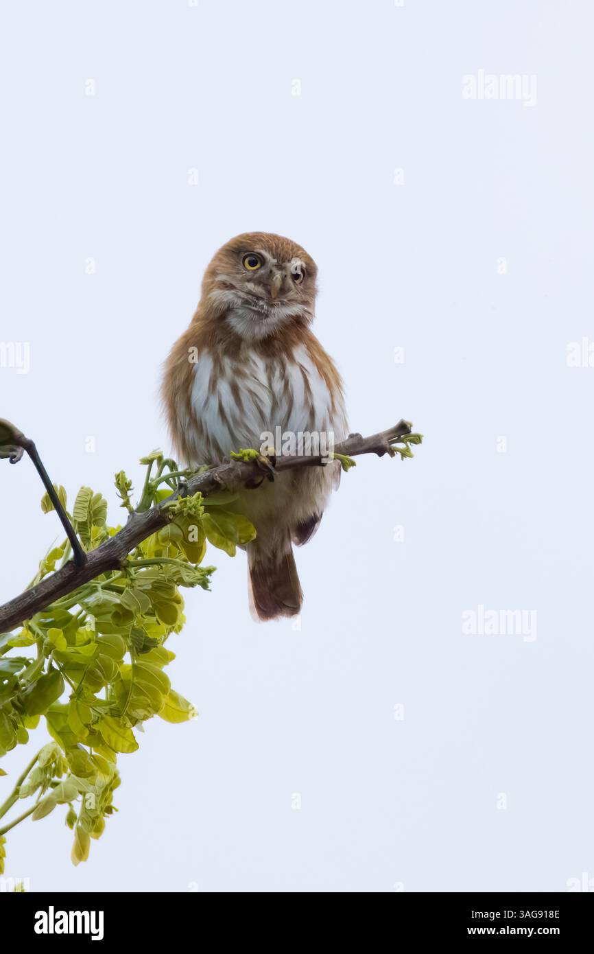 Pygmy-Owl ferrugineux dans un arbre au Costa Rica Banque D'Images