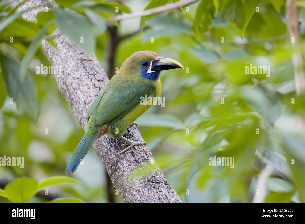 Emerald-Toucanet du Nord au Costa Rica Banque D'Images