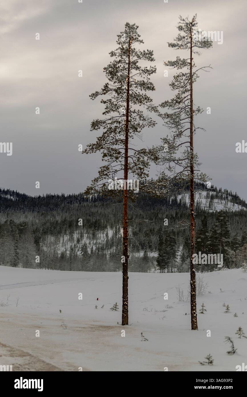 Paysage de montagne d'hiver de Norvège Banque D'Images