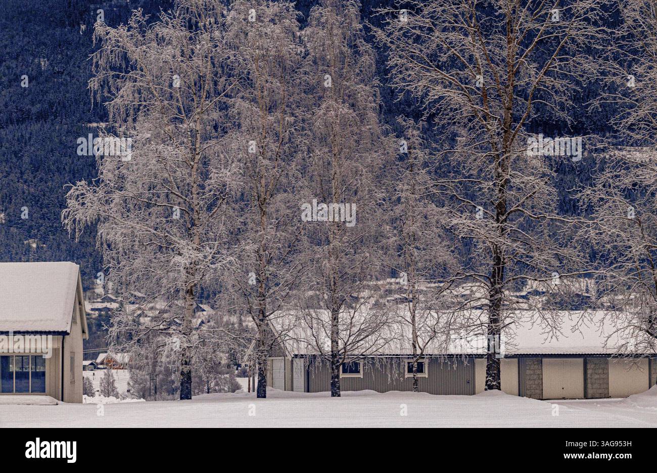 arbres et maisons enneigés au bord de la route Banque D'Images