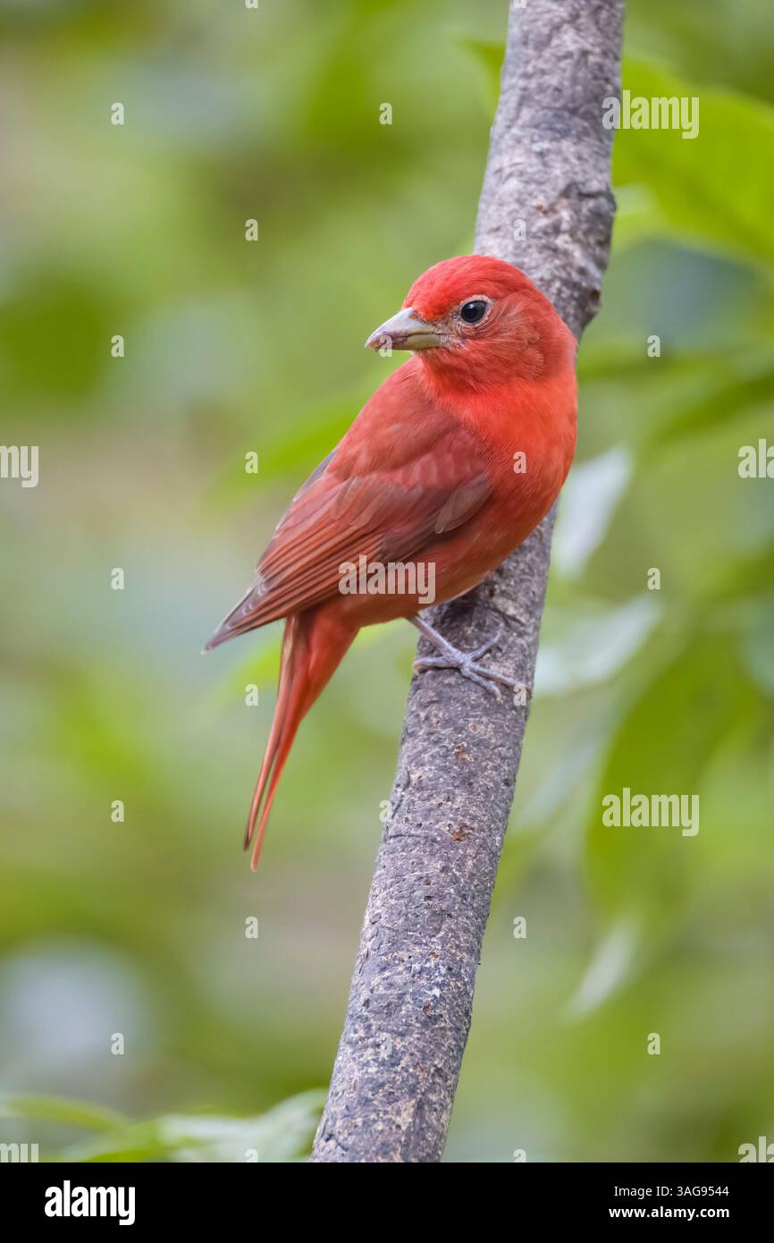 Tanager d'été masculin au Costa Rica Banque D'Images