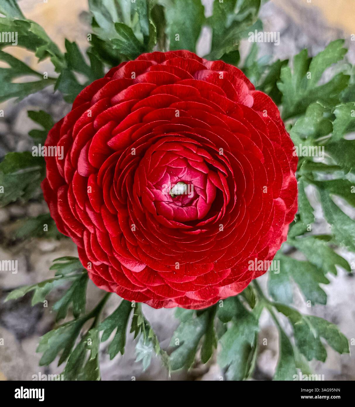 Fleur rouge vif Ranunculus en pleine floraison. La riche teinte rouge rayonne de passion et d'élégance, tandis que le feuillage vert encadre magnifiquement la fleur - Image de stock capturée avec un smartphone