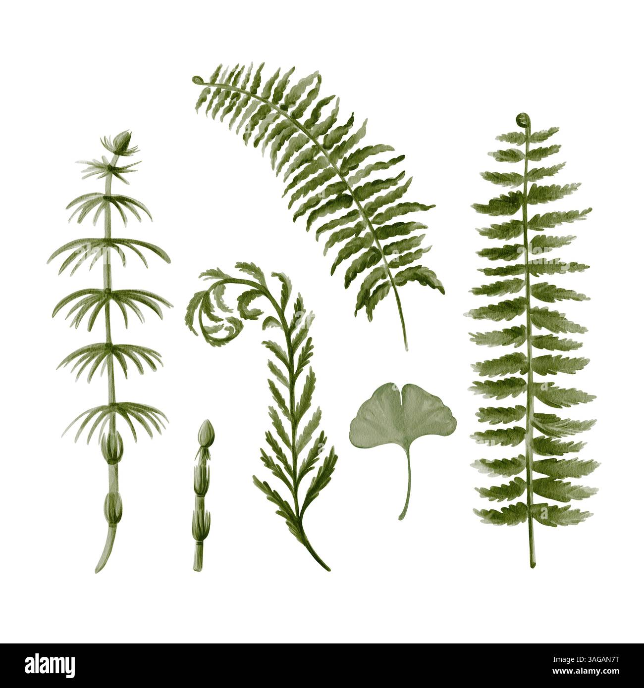 Ensemble de plantes préhistoriques. Fougère, prêle et feuille de ginkgo. Herbes forestières. Jardin botanique. Illustration aquarelle isolée de l'arrière-plan. Main Banque D'Images