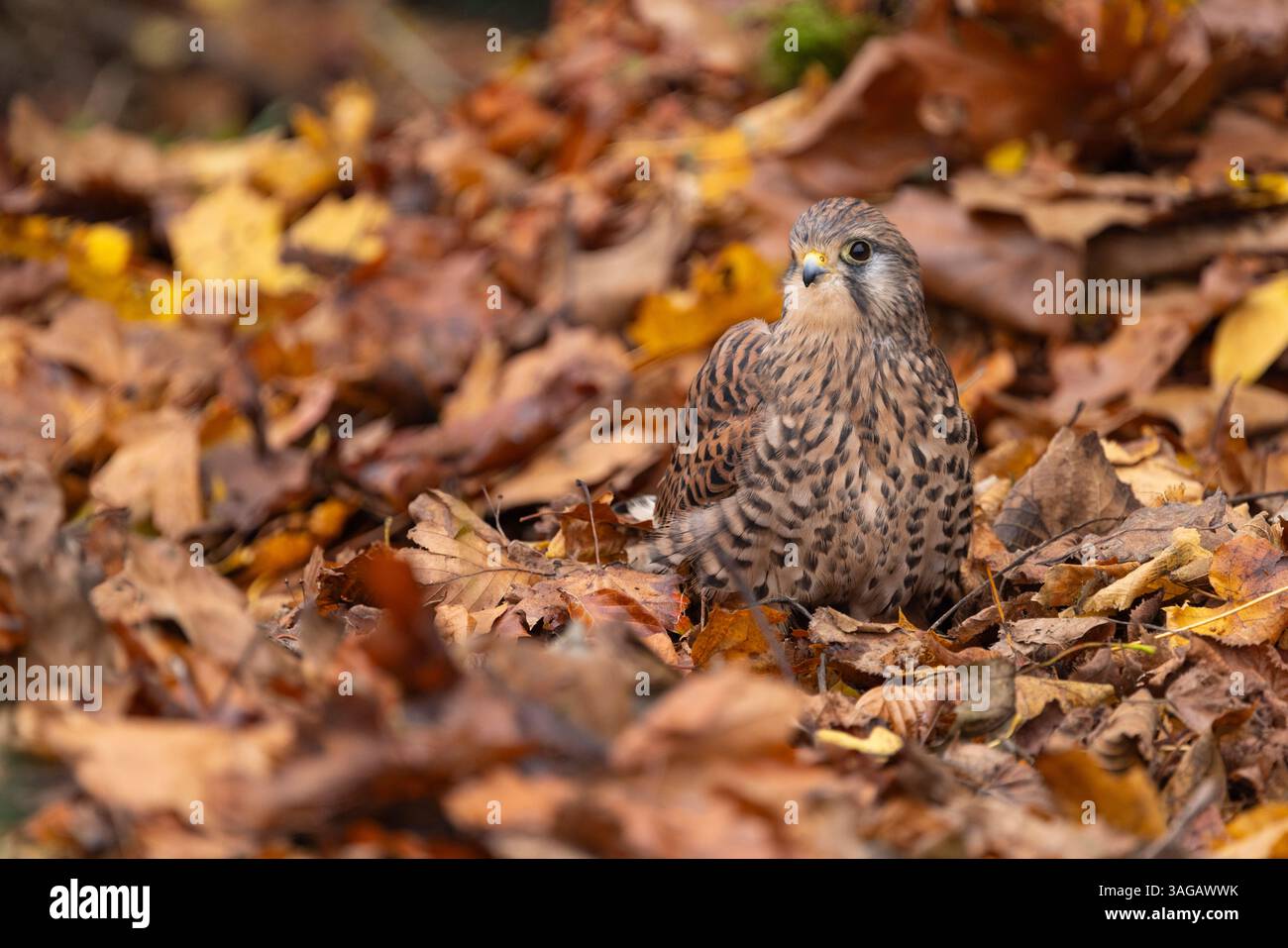 Faucille commune Falco tinnunculus (captive), femelle adulte parmi la litière de feuilles, Hawk Conservancy Trust, Hampshire, Royaume-Uni, octobre Banque D'Images