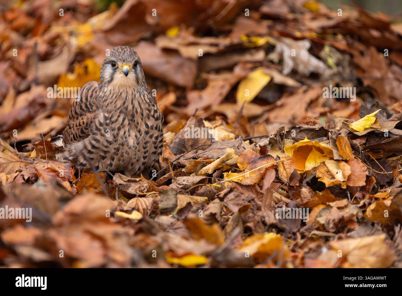 Faucille commune Falco tinnunculus (captive), femelle adulte parmi la litière de feuilles, Hawk Conservancy Trust, Hampshire, Royaume-Uni, octobre Banque D'Images