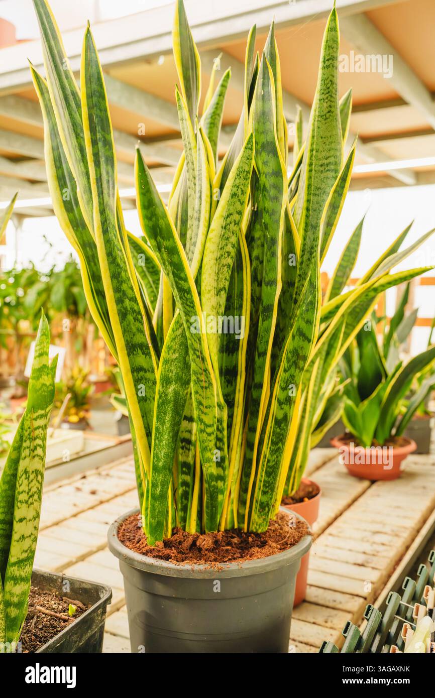 Plante de serpent vibrante avec des feuilles verticales présentées dans le centre de jardin. Banque D'Images