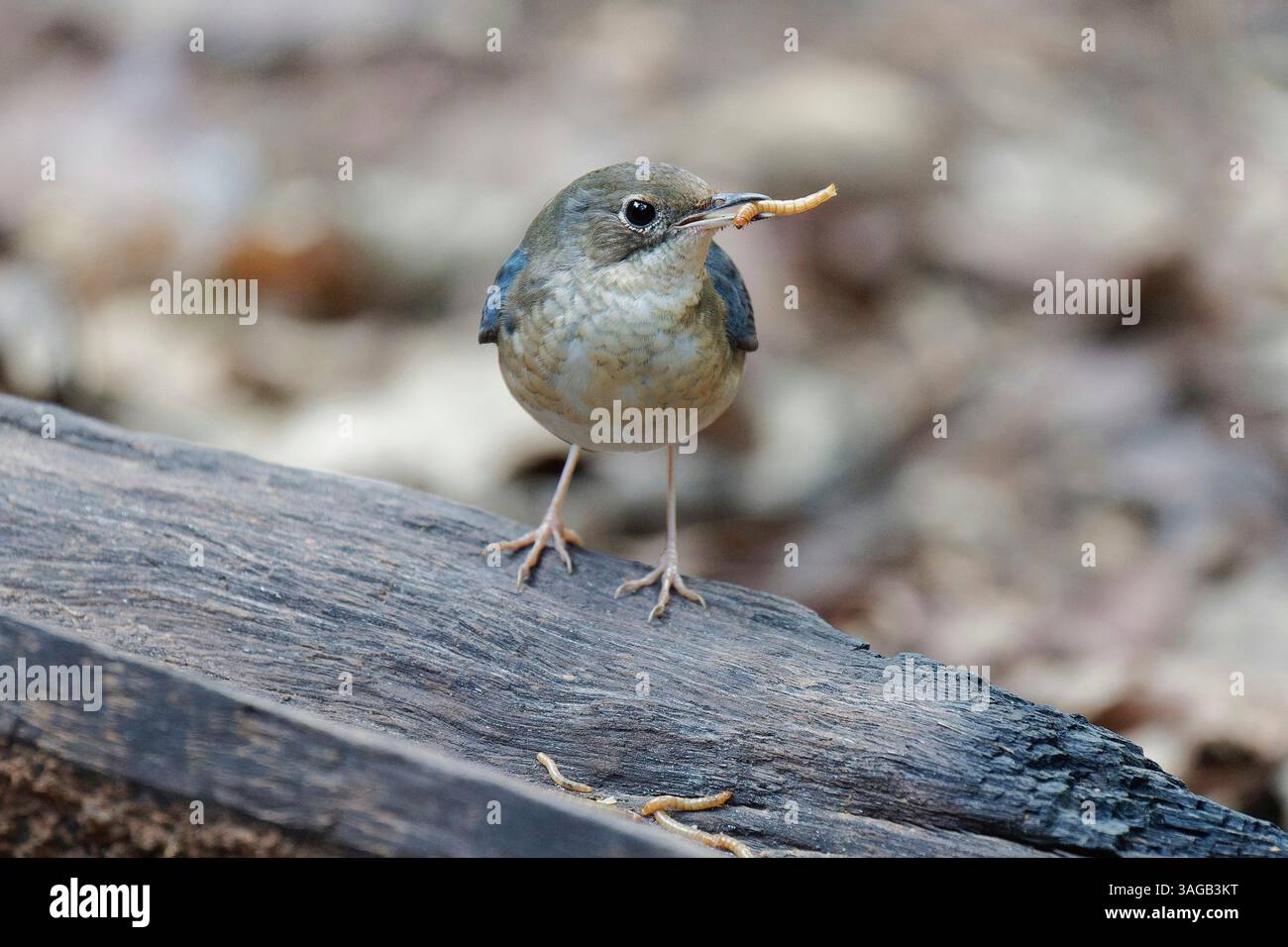 Siberian blue robin Banque de photographies et d’images à haute ...