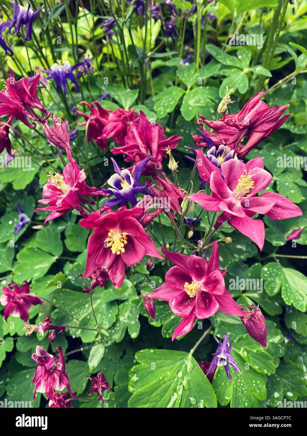 Aquilegia fleurs avec gouttes de pluie dans le jardin vert luxuriant - Image de stock capturée avec un smartphone