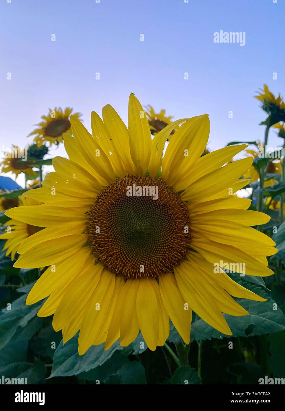 Gros plan de tournesol Bloom dans un champ - Image de stock capturée avec un smartphone