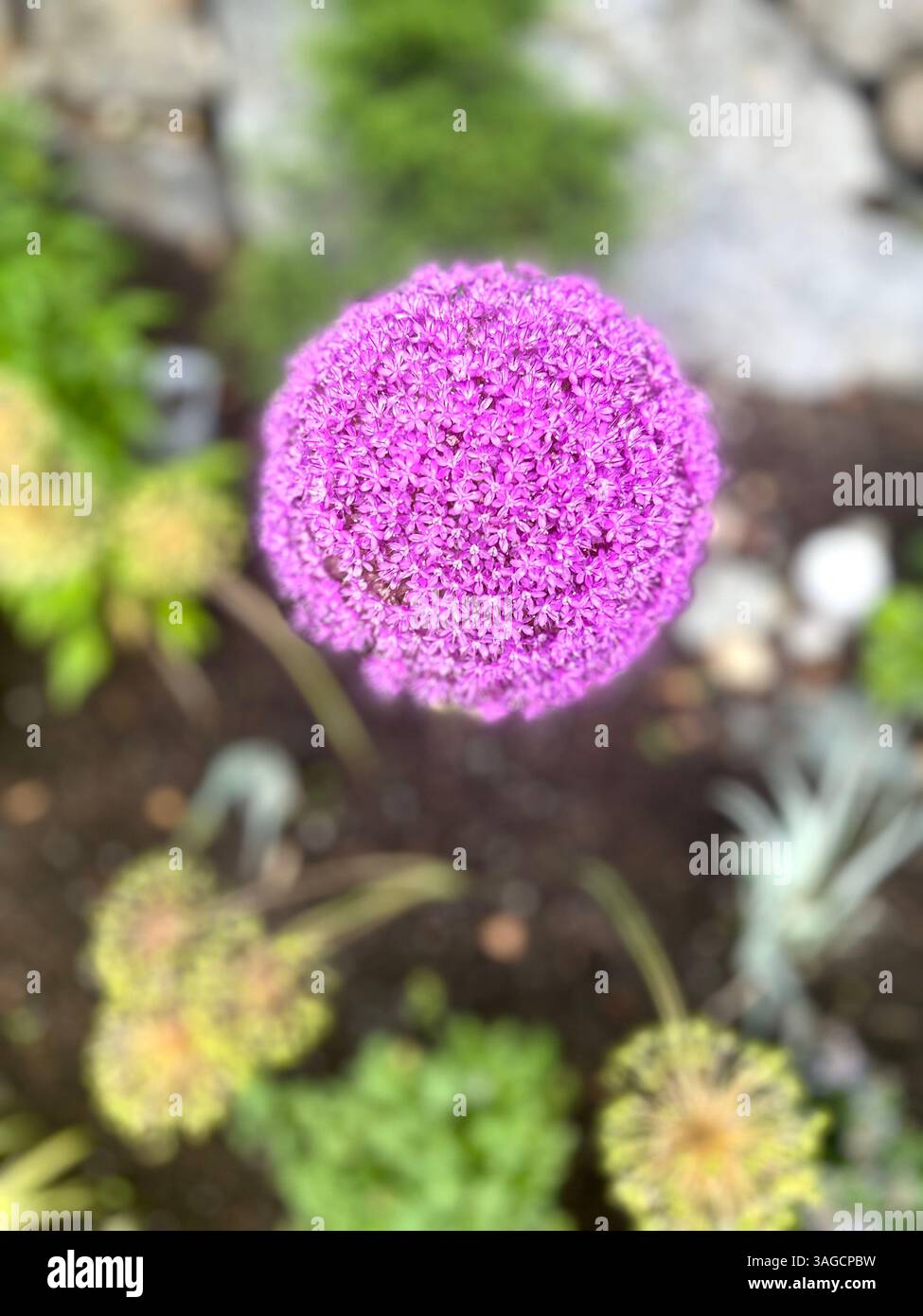 Fleurs d'Allium violettes vibrantes dans un cadre de jardin - Image de stock capturée avec un smartphone