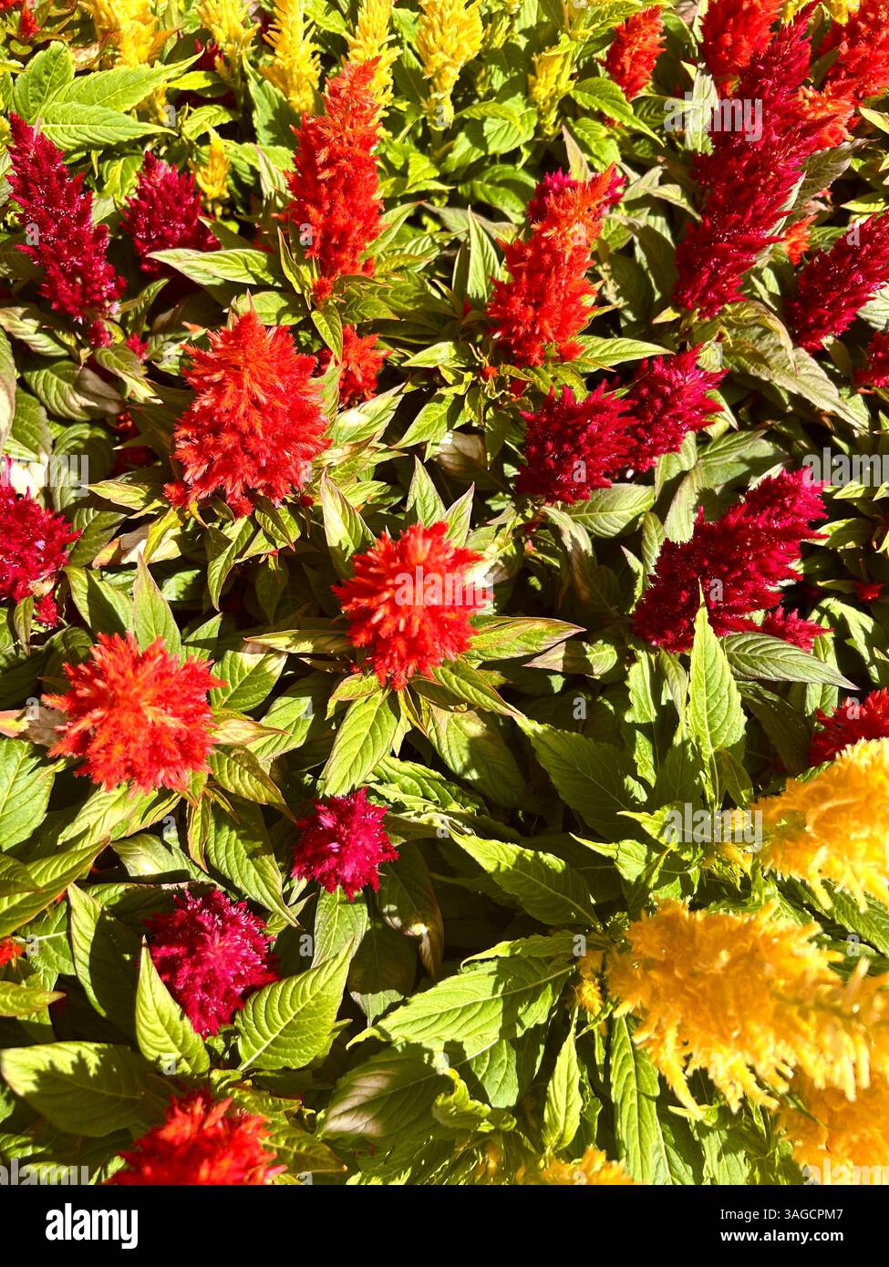 Fleurs de Celosia vibrantes en pleine floraison - Image de stock capturée avec un smartphone