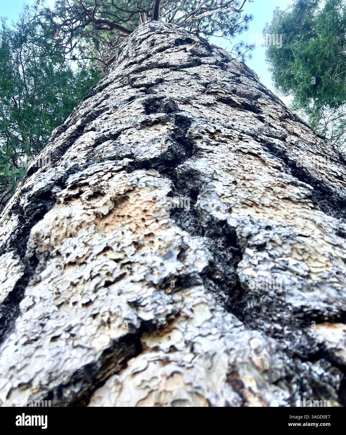 Vue rapprochée de l'écorce du pin - Image de stock capturée avec un smartphone