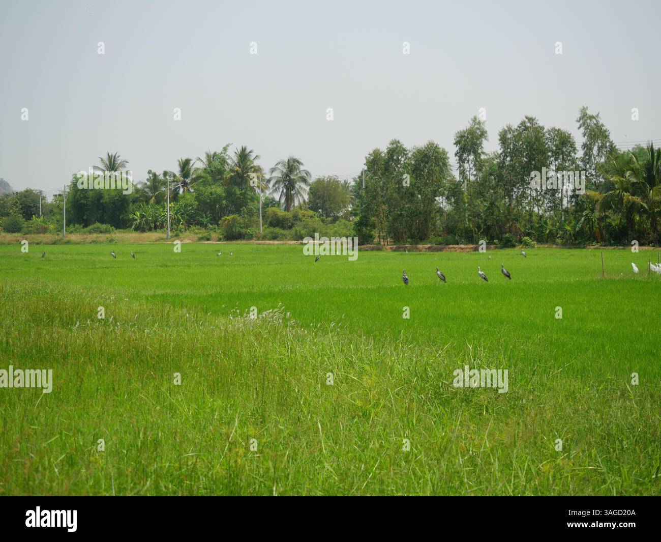 Récolte de riz vert avec ciel bleu en arrière-plan, oiseaux de cigogne asiatiques à bec ouvert à l'agriculture en Thaïlande Banque D'Images