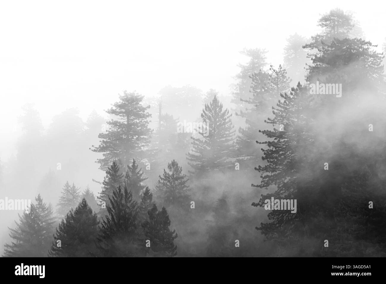 Forêt de séquoias côtiers vue depuis le terrain de camping dans le parc d'État de Prairie Creek Redwoods, parcs nationaux et d'État de Redwood, Californie, États-Unis Banque D'Images