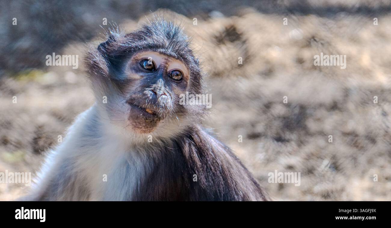 Un gros plan deCercocebus atys lunulatus - le mangabey blanc Naped, bouche ouverte et yeux larges dans une réaction curieuse. Banque D'Images