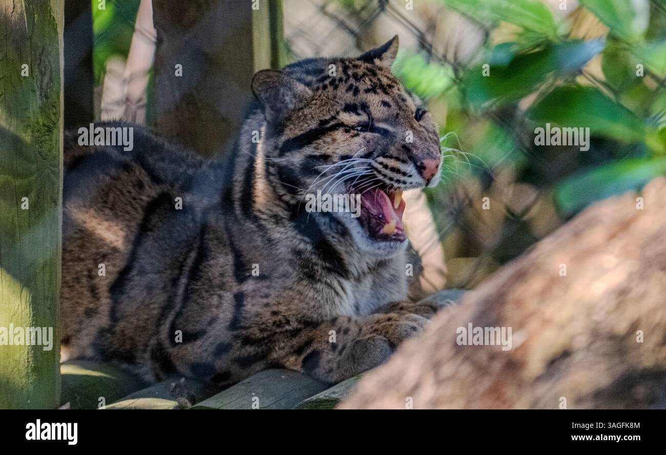Léopard nuageux de Formosan - Neofelis nebulosa brachyura, sur une plate-forme en bois à mi-bâillement ou vocalisation, montrant les dents et la langue dans l'enceinte du zoo. Banque D'Images
