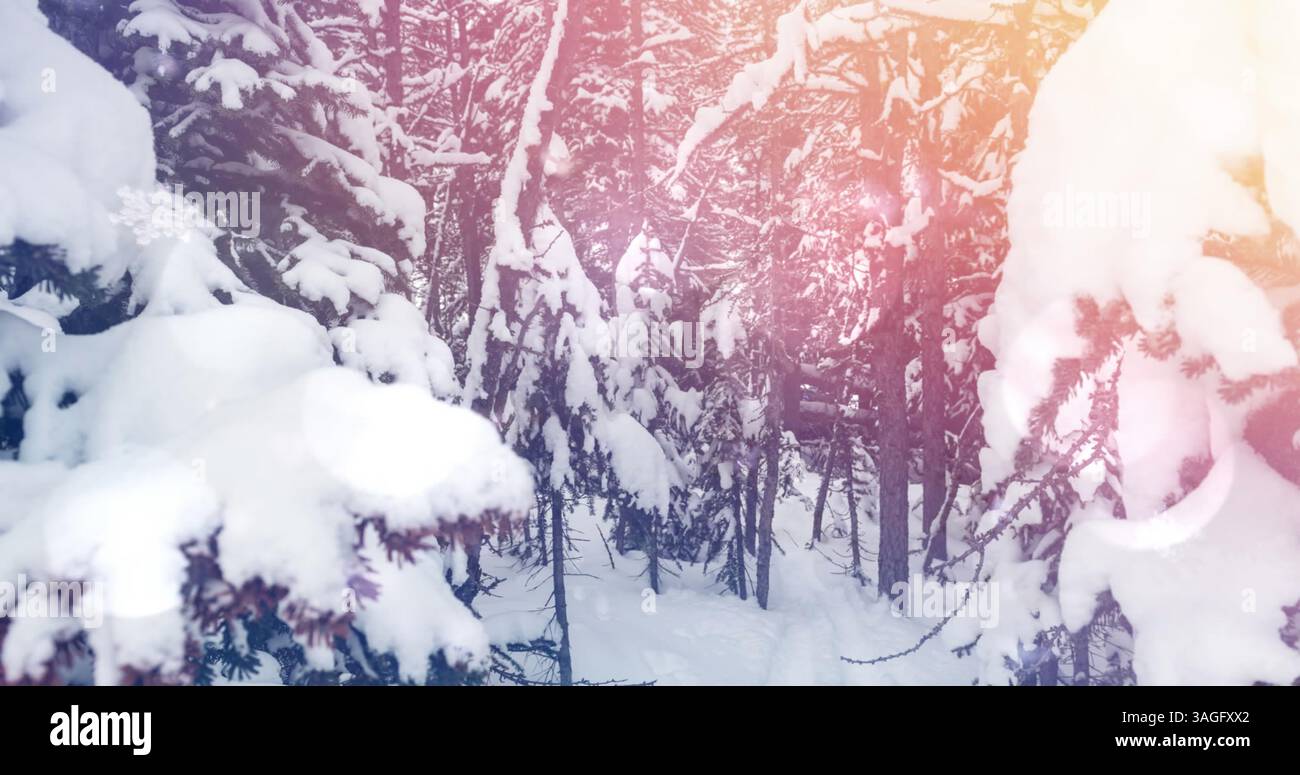 Spot de lumière contre les arbres couverts de neige sur le paysage d'hiver Banque D'Images