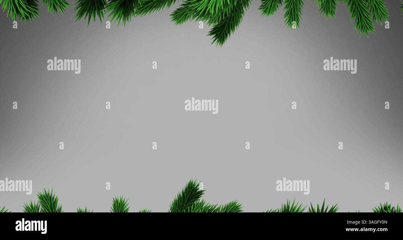 Branches vertes de l'arbre de noël avec espace de copie sur fond gris Banque D'Images