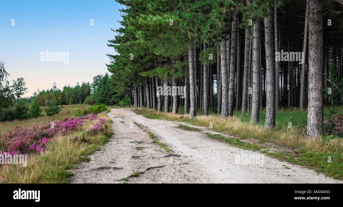 Chemin entre les pins et la floraison de Heather du Parc National de Mechelse Heide, Belgique. Banque D'Images