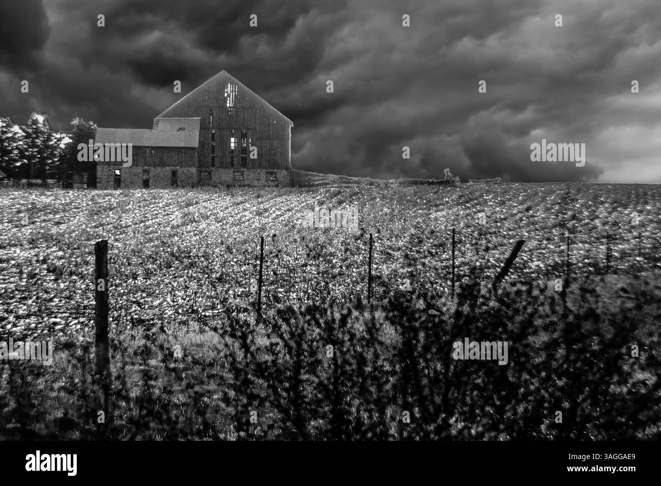 Vue monochrome d'une seule ancienne grange en bois avec champ de maïs récolté au premier plan, sous un ciel orageux Banque D'Images