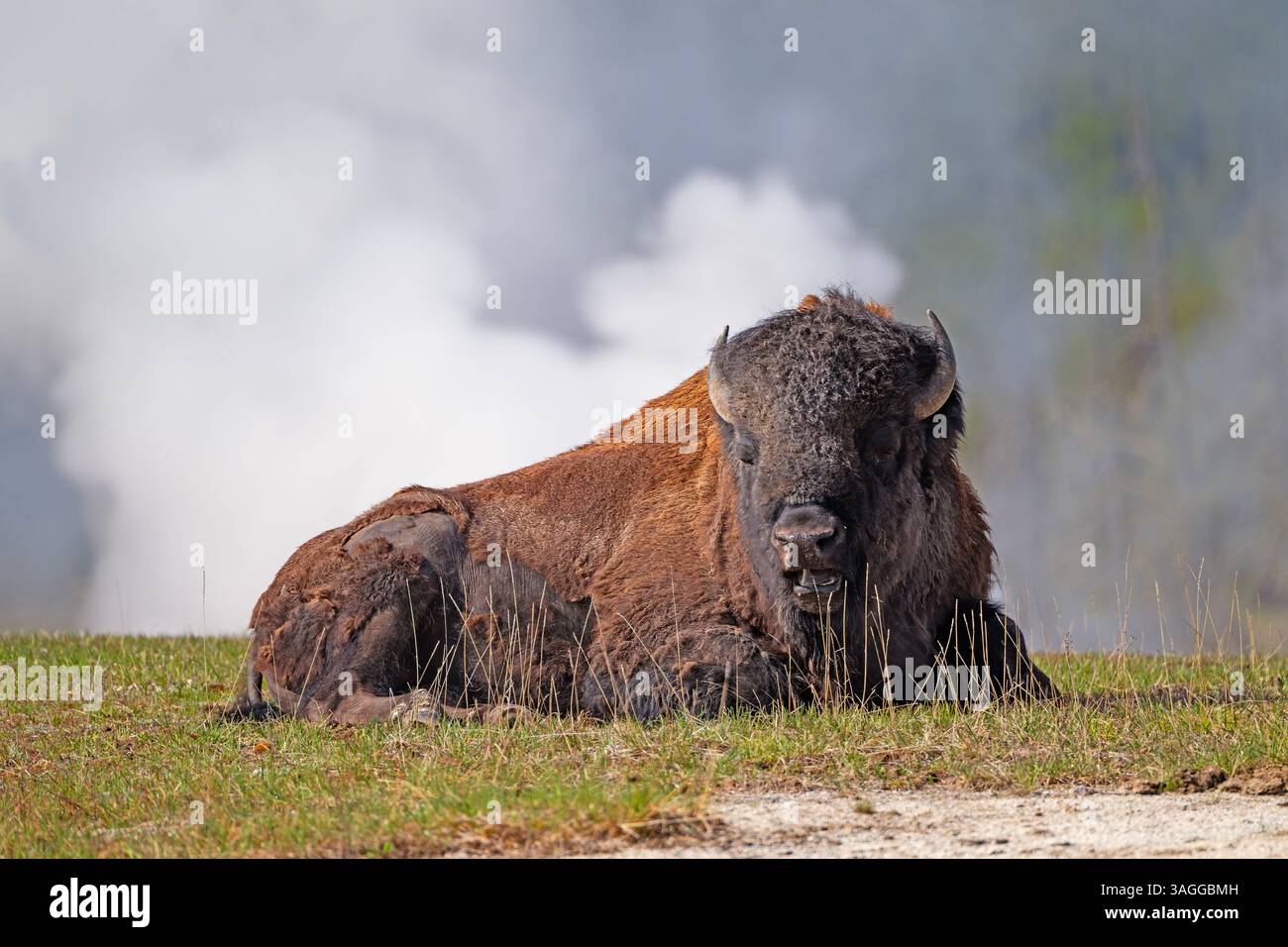 Énorme bison reposant dans un paysage fumant dans Biscuit Basin dans le parc national de Yellowstone dans le Wyoming Banque D'Images