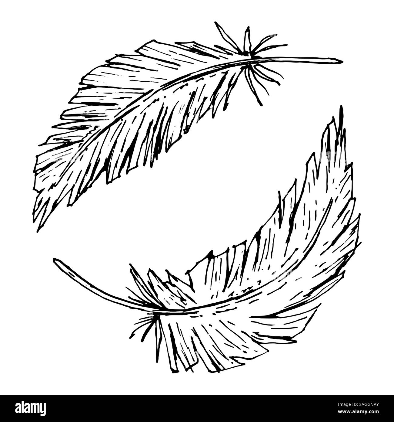 Illustration vectorielle de deux plumes courbes formant une composition circulaire. Parfait pour les logos bohèmes, décor de mariage, artisanat tribal, cosmétiques naturels Illustration de Vecteur