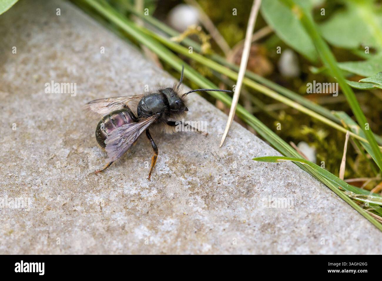 une abeille mason bleue sur un fond gris Banque D'Images