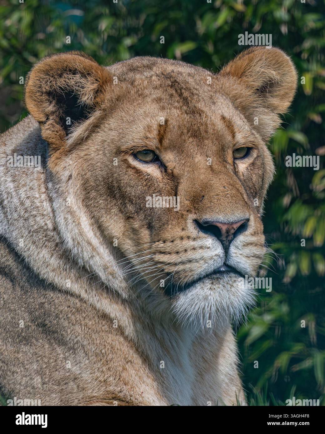 Lionne africaine Banque D'Images