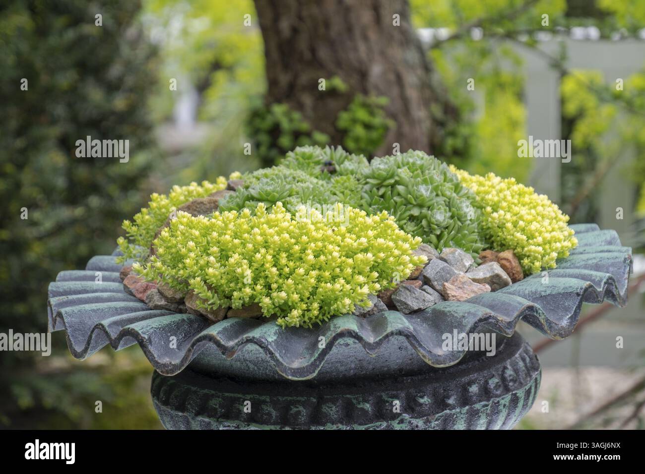 Succulentes vertes dans un pot en métal décoré devant un arbre, Rhénanie du Nord-Westphalie, Allemagne, Europe Banque D'Images
