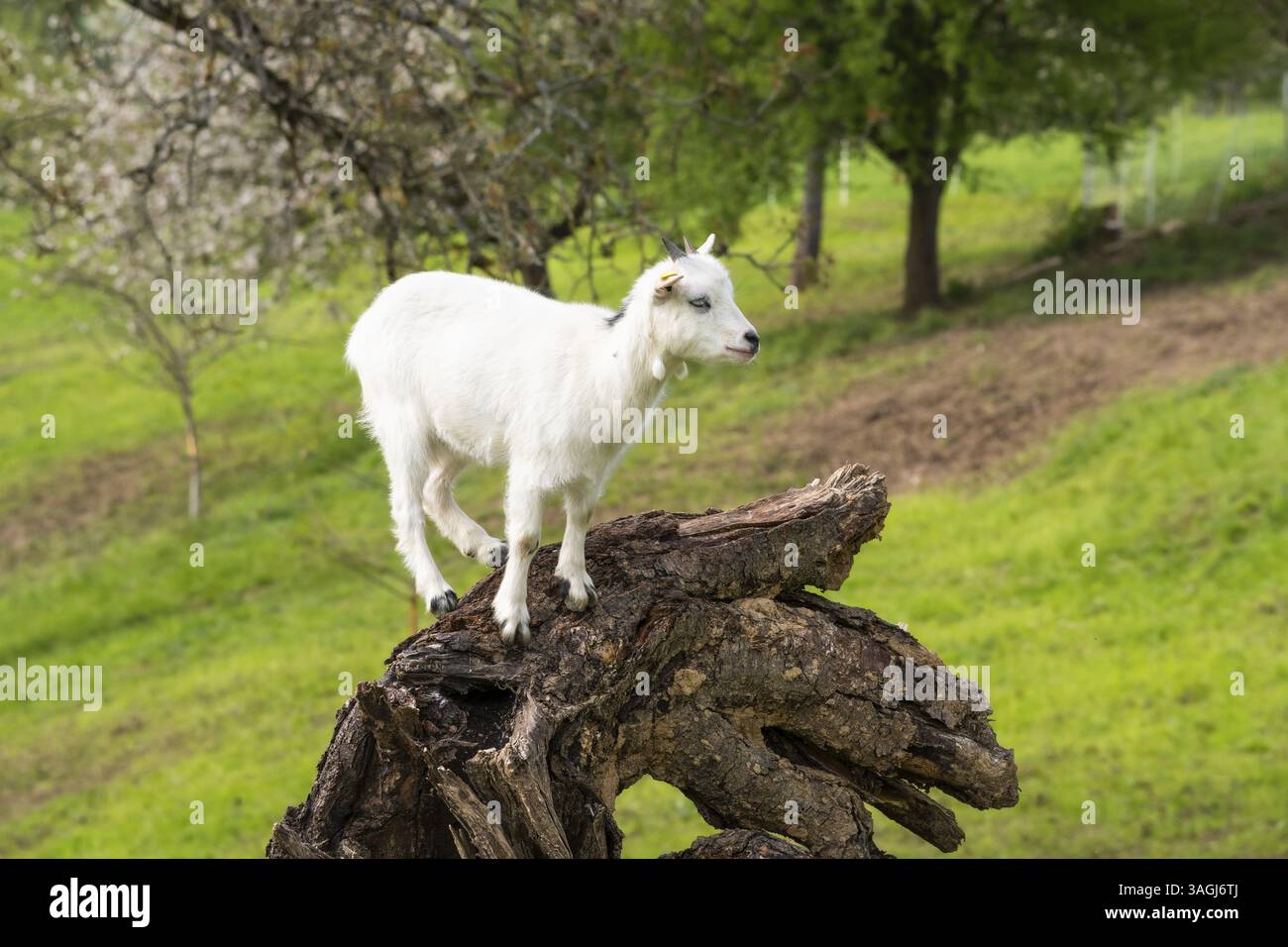 Chèvre domestique blanche grimpant sur un tronc d'arbre. Pâturage. Allemagne Banque D'Images